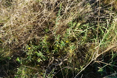 Cytisus procumbens
