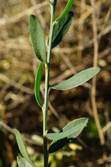 Cytisus procumbens