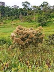 Cabobanthus polysphaerus