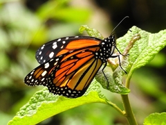 Danaus plexippus