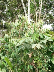 Thaumatophyllum xanadu