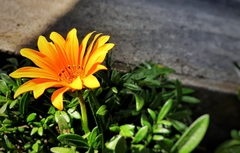 Gazania