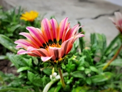 Gazania