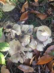 Clitocybe inflatipes