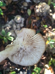 Clitocybe inflatipes