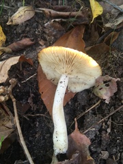 Clitocybe inflatipes