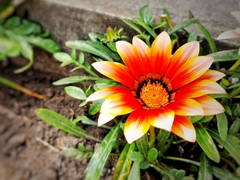 Gazania
