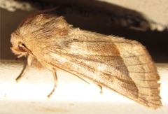 Hydraecia obliqua