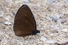 Euploea eunice