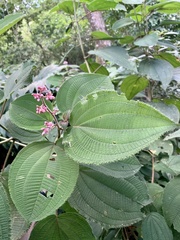Miconia subcrustulata