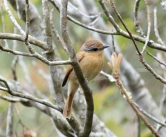 Pachyramphus castaneus