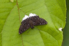 Darpa striata