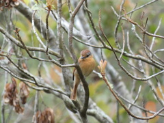 Pachyramphus castaneus
