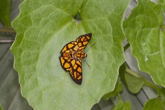 Odina hieroglyphica