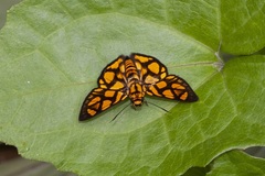 Odina hieroglyphica