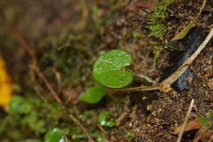 Corybas rivularis