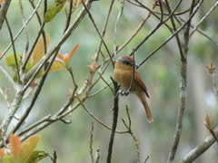 Pachyramphus castaneus