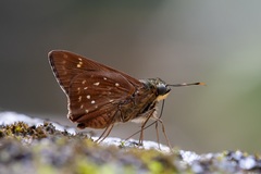 Pithauria marsena