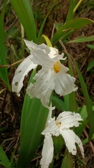 Vellozia plicata