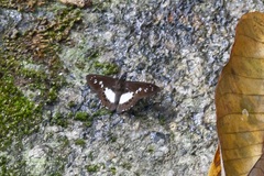 Seseria affinis