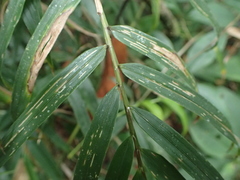 Sokinochloa