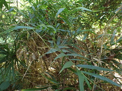 Sokinochloa