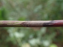 Sokinochloa