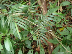 Sokinochloa