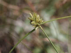 Cyperus fendlerianus