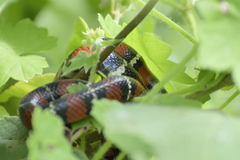 Lampropeltis polyzona