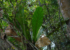 Anthurium asplundii