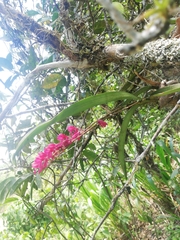 Rodriguezia lanceolata