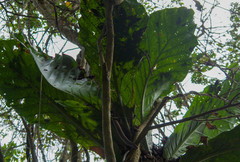 Anthurium asplundii