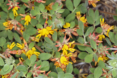 Acmispon decumbens decumbens