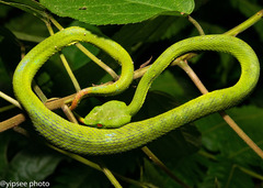 Trimeresurus popeiorum