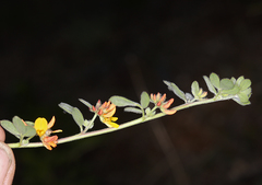 Acmispon decumbens decumbens