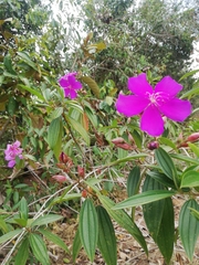 Pleroma semidecandrum