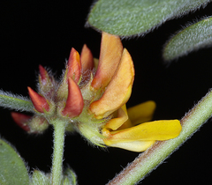 Acmispon decumbens decumbens