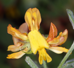 Acmispon decumbens decumbens