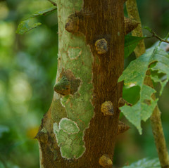 Zanthoxylum procerum