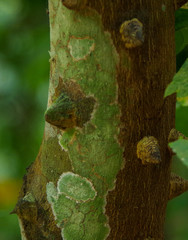 Arthoniomycetes