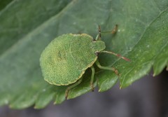 Palomena prasina