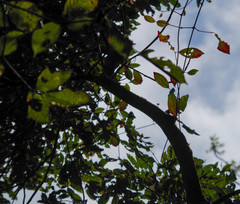 Zanthoxylum procerum