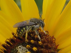 Anthidium