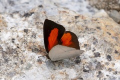 Curetis santana