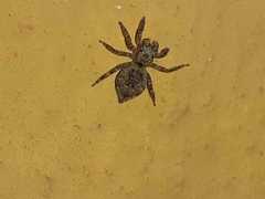 Mexigonus morosus