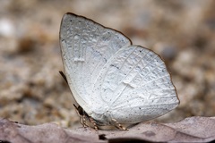 Curetis santana