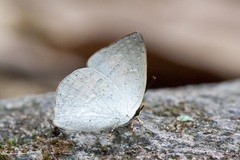 Curetis santana