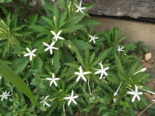 Hippobroma longiflora