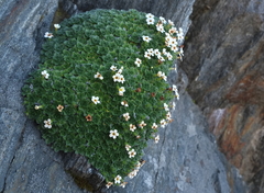 Myosotis pulvinaris